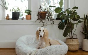 Perro rodeado de plantas