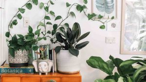 plantas en casa