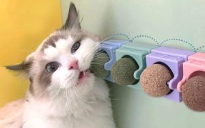 Gato restregándose con bolas de catnip