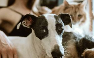 Perro y gato sobre su dueña