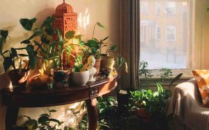 Plantas en el salón del hogar