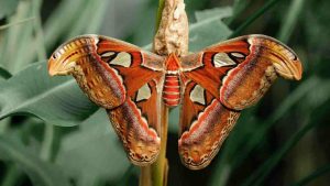 nueva especie de mariposa