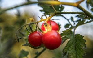 Tomates - Unsplash